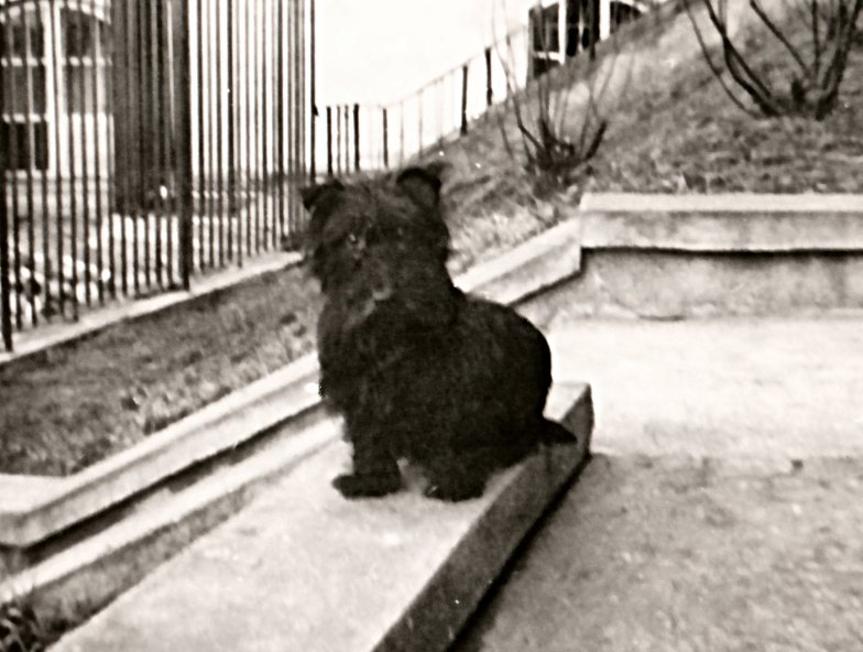 judy02-1968.png - Our dog Judy (#2) back gardens at Kanonia, Warsaw